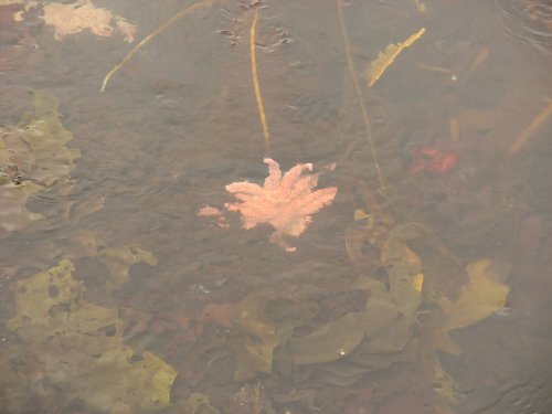 Elusive sea life